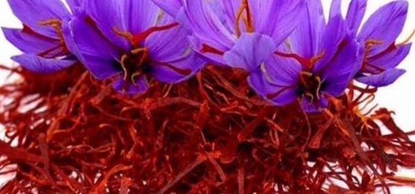 عکس زعفران طلای سرخ