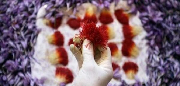 عکس زعفران طلای سرخ