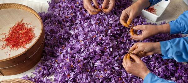عکس زعفران طلای سرخ
