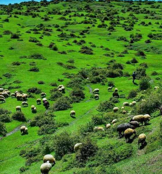 عکس شاه شهیدان