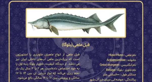 عکس فیل ماهی