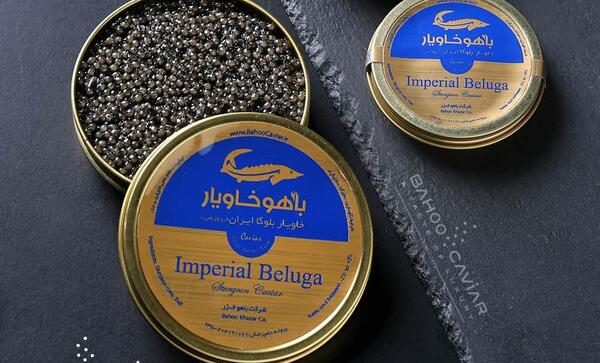 عکس فیل ماهی