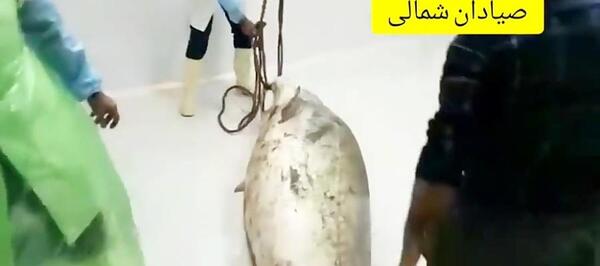 عکس فیل ماهی