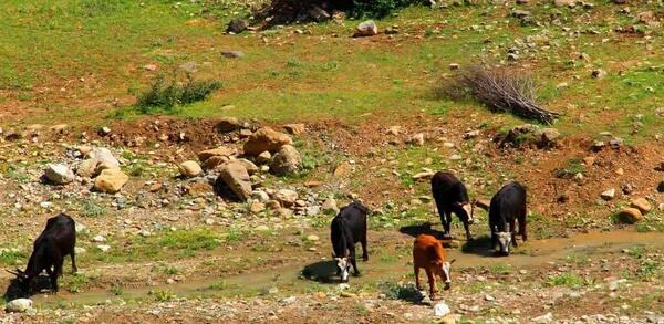 عکس تصاویر روستای پابند
