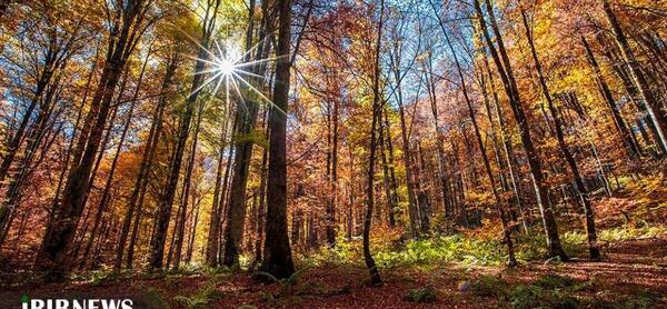 عکس یلدایی در جنگل