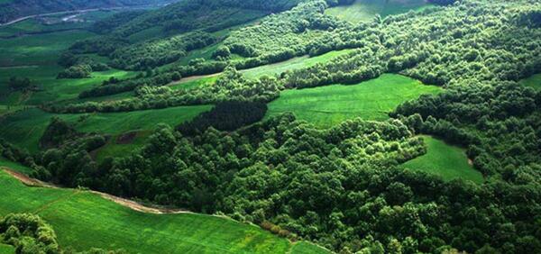 عکس یلدایی در جنگل