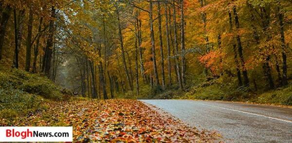 عکس یلدایی در جنگل