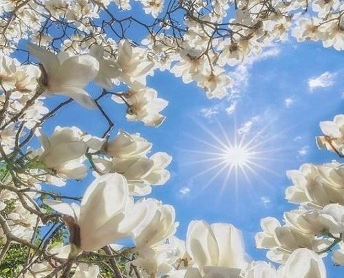 عکس نوشته شکوفه بهار