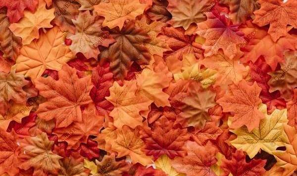 عکس پس زمینه پاییز