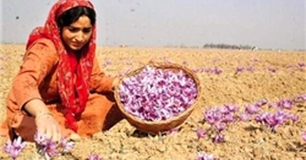 عکس تریاک سیاه