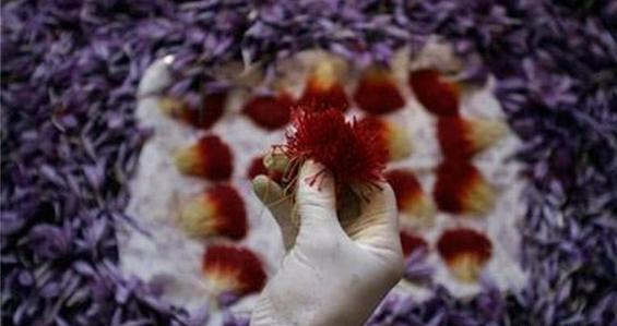 عکس تریاک سیاه