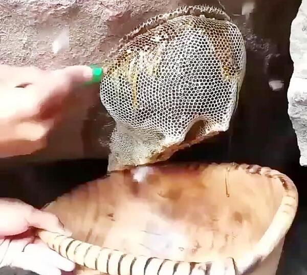 عکس مارمولک رباتی