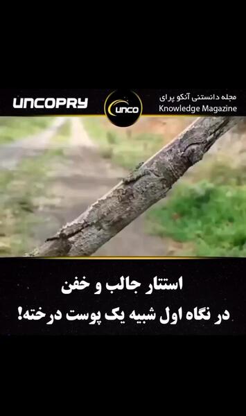 عکس مارمولک رباتی