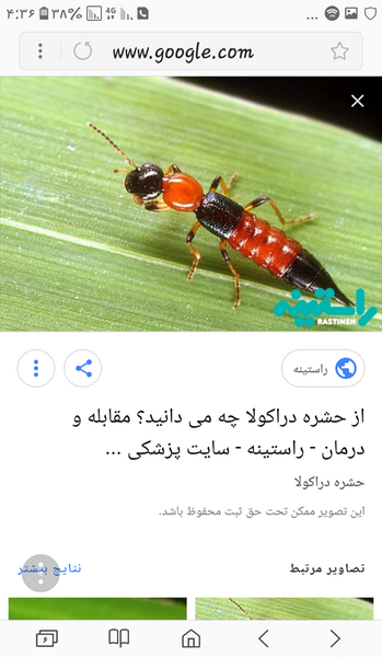 عکس جای نیش پشه سالک نی نی سایت