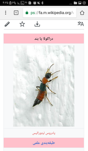 عکس جای نیش پشه سالک نی نی سایت