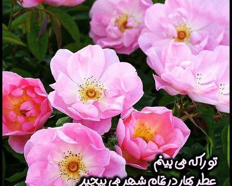 عکس نوشته بهار زیباست