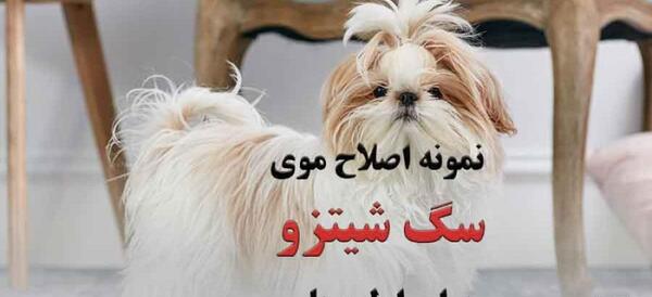عکس سگ شیتزو بامزه