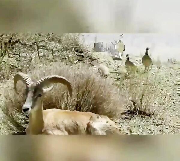 عکس جو میانه
