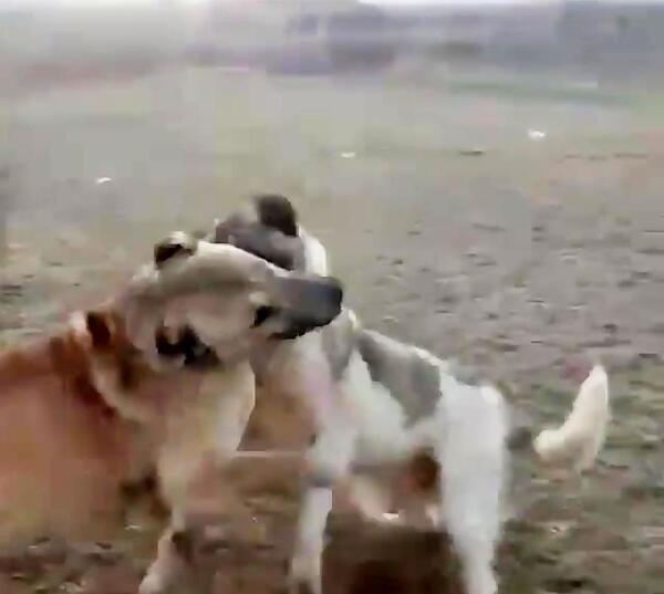 عکس جو میانه