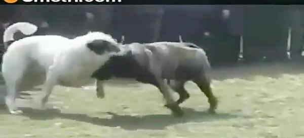عکس جو میانه