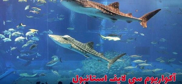 عکس آکواریوم استانبول
