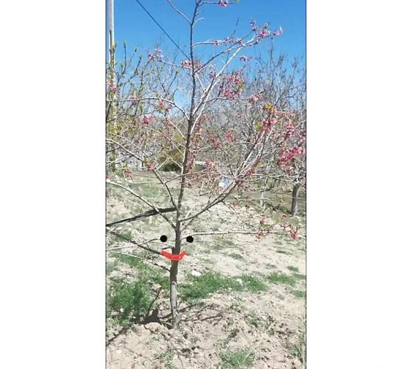 عکس کلمه های هم آوا