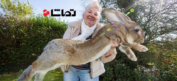 عکس سفید ترین خرگوش