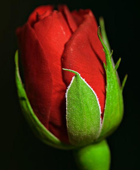 عکس گل زیبای طبیعی
