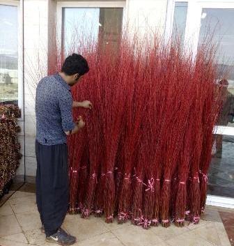 عکس درخت بید قرمز