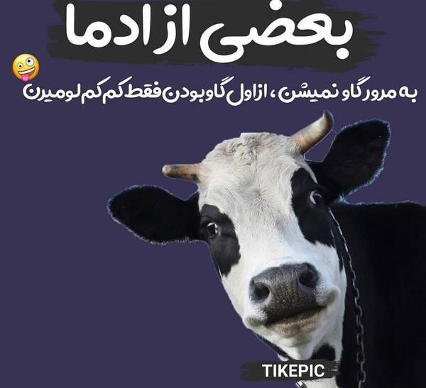 عکس گاو خنده دار
