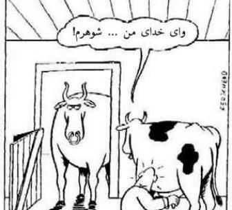 عکس گاو خنده دار