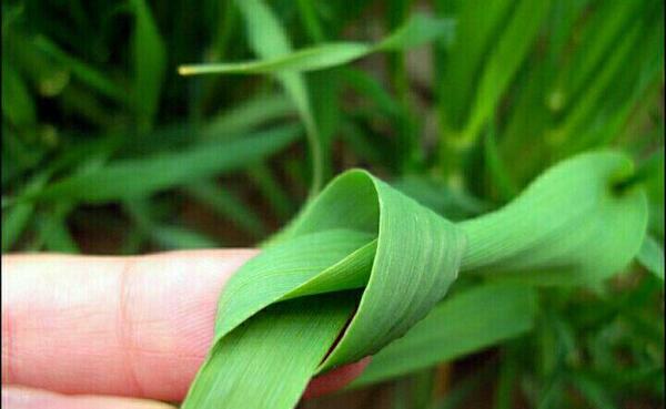 عکس گره زدن سبزه عید