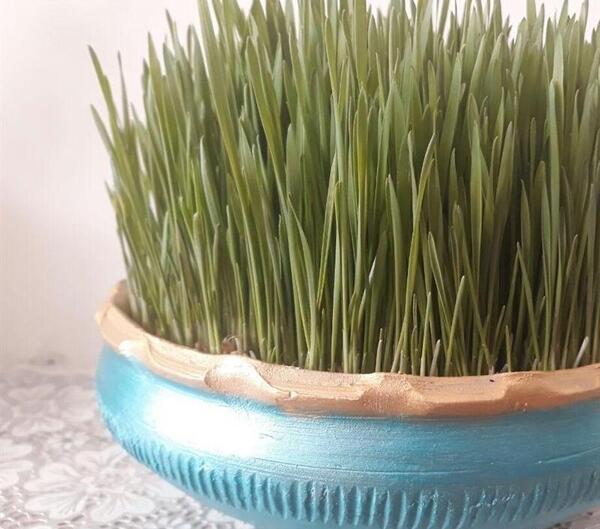 عکس گره زدن سبزه عید