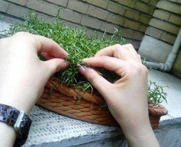 عکس گره زدن سبزه عید