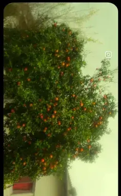 عکس گره زدن سبزه عید