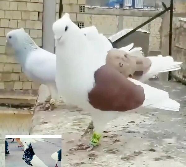 عکس مارمولک باردار