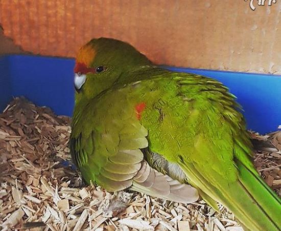 عکس مارمولک باردار