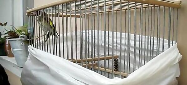 عکس مارمولک باردار