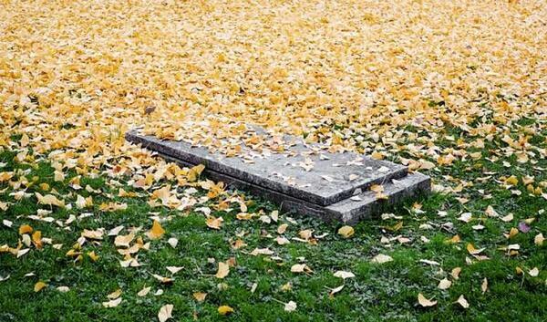 عکس قبرهای بهشت زهرا