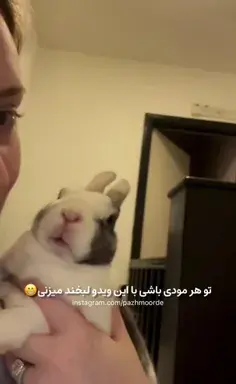 عکس خرگوش آلمانی
