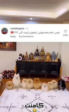 عکس سگ پامرانین در خانه