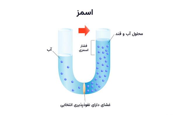 عکس زبان فیل