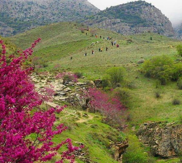 عکس از ارغوان