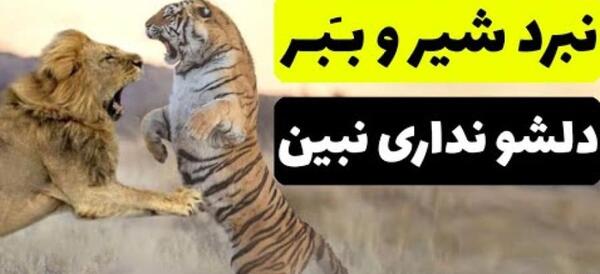 عکس شیر چشم زخمی
