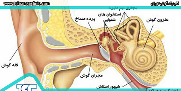 عکس گوش ببر