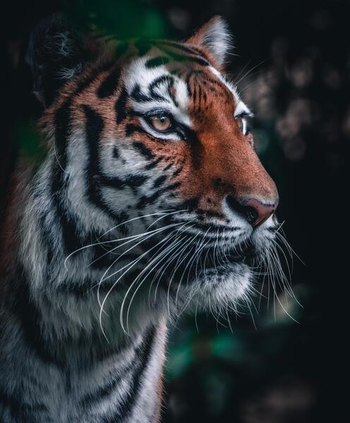 عکس ببر پیر