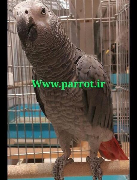 عکس مرغ عشق خاکستری