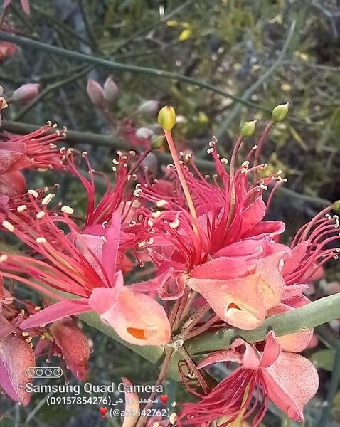 عکس ببر جذاب