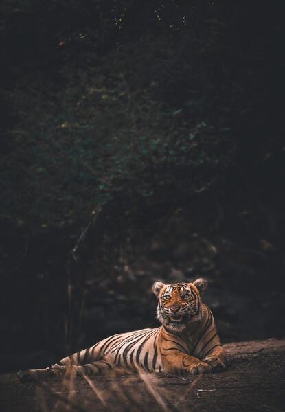 عکس ببر جذاب
