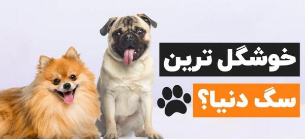 عکس سگ سرابی در ایران